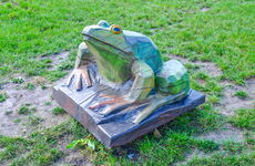 Frosch vor Ort